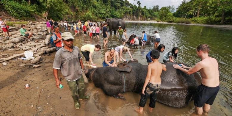 1041429mandi gajah780x390
