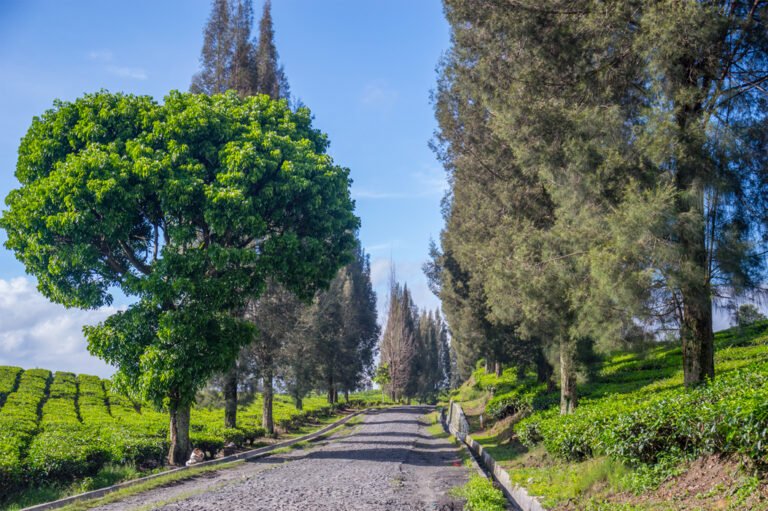 3675 Kebun Teh Bah Butong 768x511 1