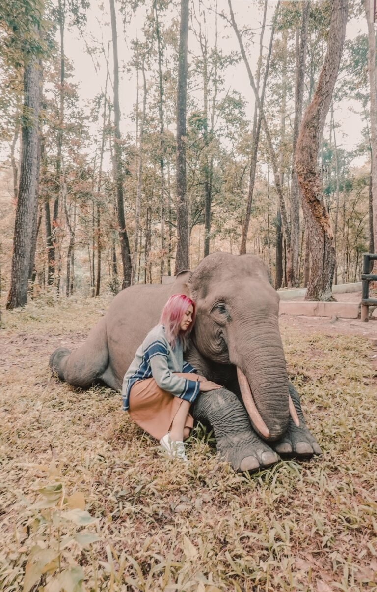 Aek Nauli Elephant Conservation Camp 16 768x1204 1