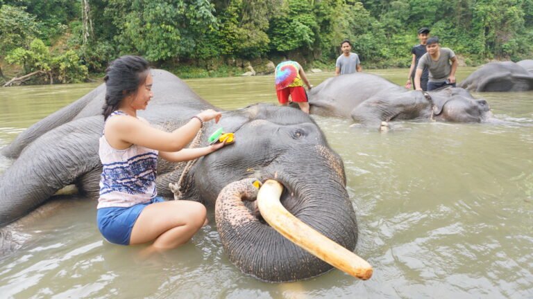 Memandikan sambil Memberi Makan Gajah t6xhdi 768x432 1 1