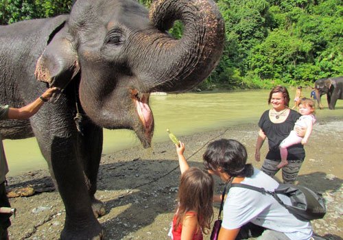 Mengunjungi Kamp Gajah 1