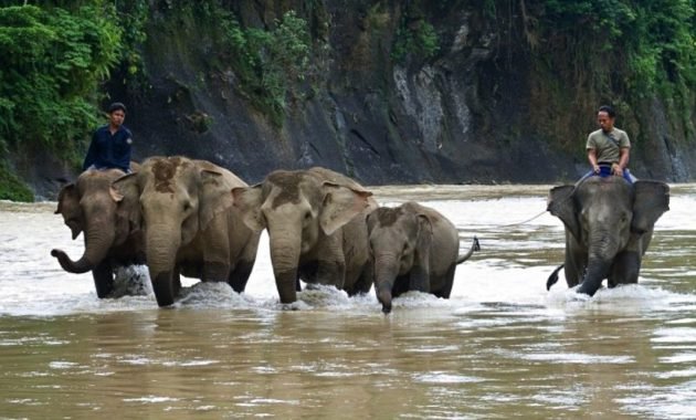 Pesona Objek Wisata Tangkahan 630x380 1 1