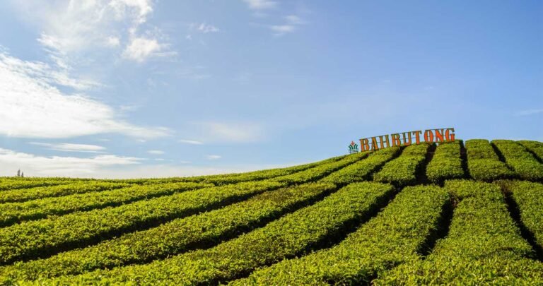 kebun teh 5b95b22e12ae943486482fc3 1 768x405 1