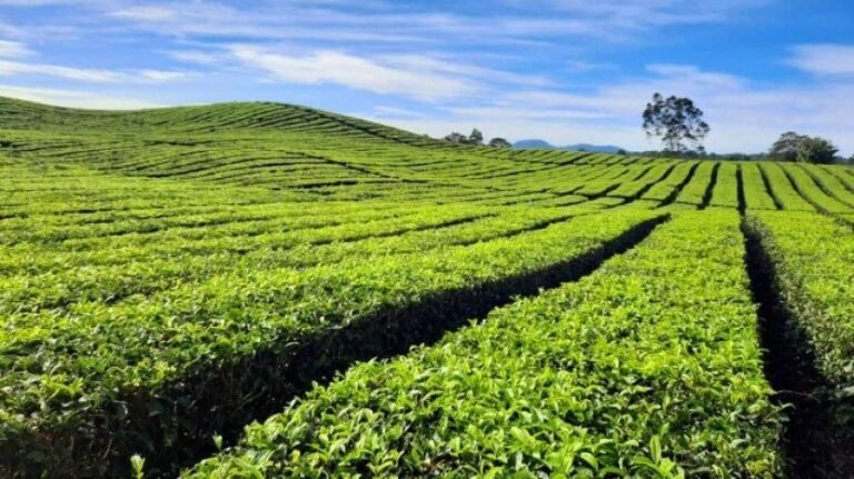 kebun teh bah butong di simalungun sumatera utara 768x431