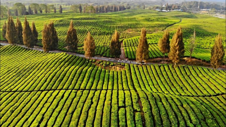 maxresdefault 768x432 1