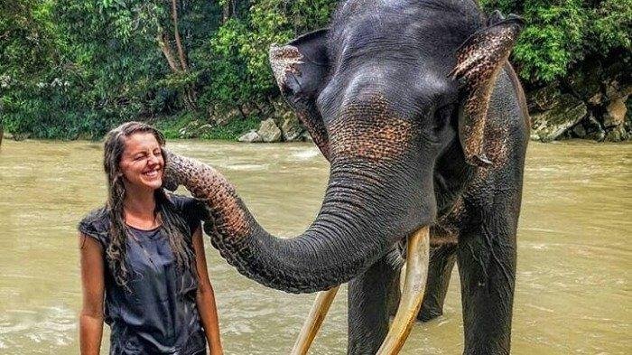 wisatawan bermain bersama gajah di tangkahan