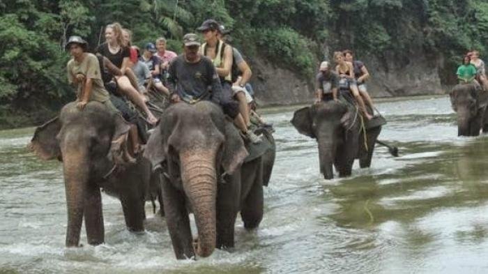 wisatawan tangkahan naik gajah tribun medancom 20150731 213042 1