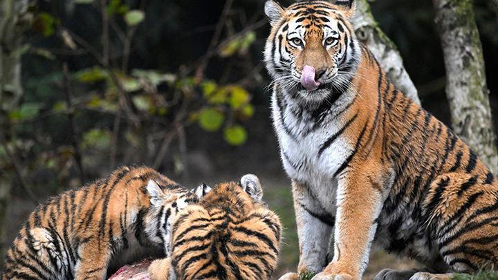 7 Kebun Binatang Terbesar di Dunia