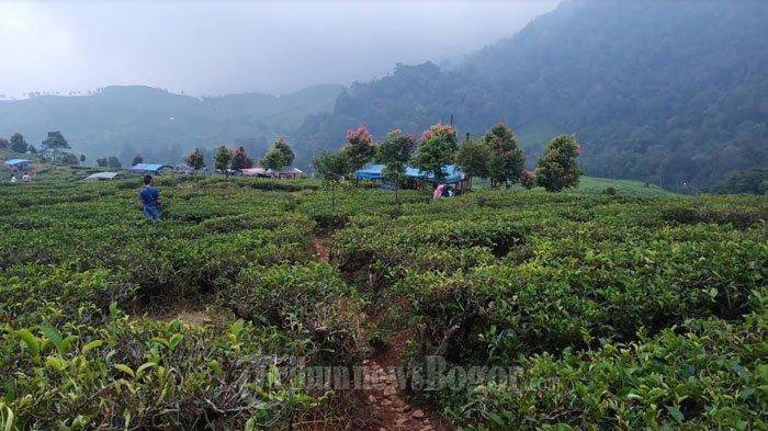 5 Tempat Wisata di Bogor Ini Terkenal untuk Hunting Foto, Cocok Buat Isi Libur Panjang Idul Adha