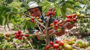 Jenis Kopi Khas Sumatera Utara
