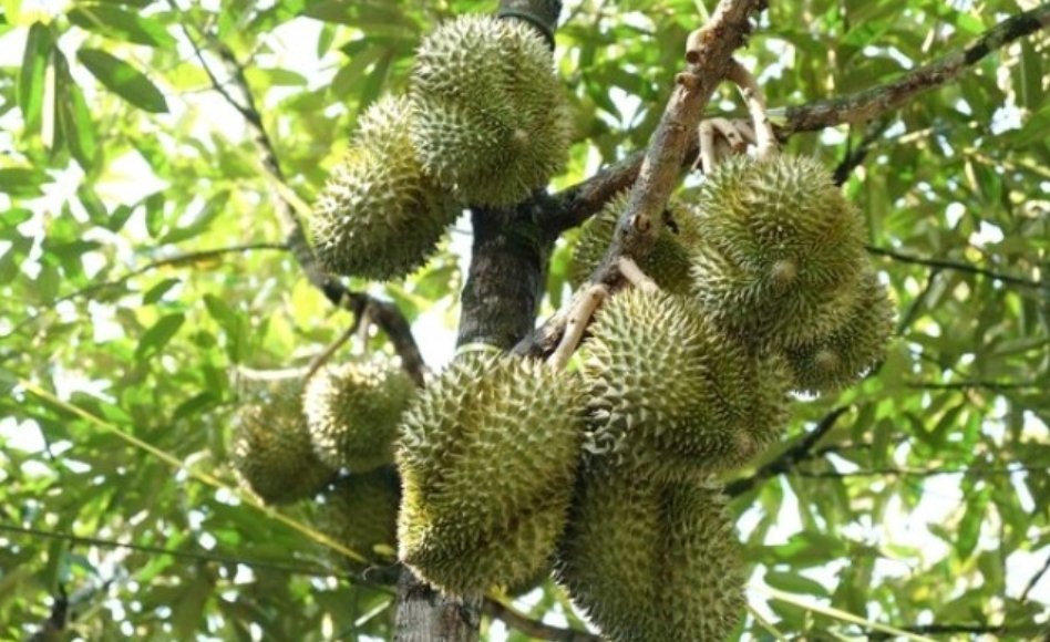 Penghasil Buah Durian