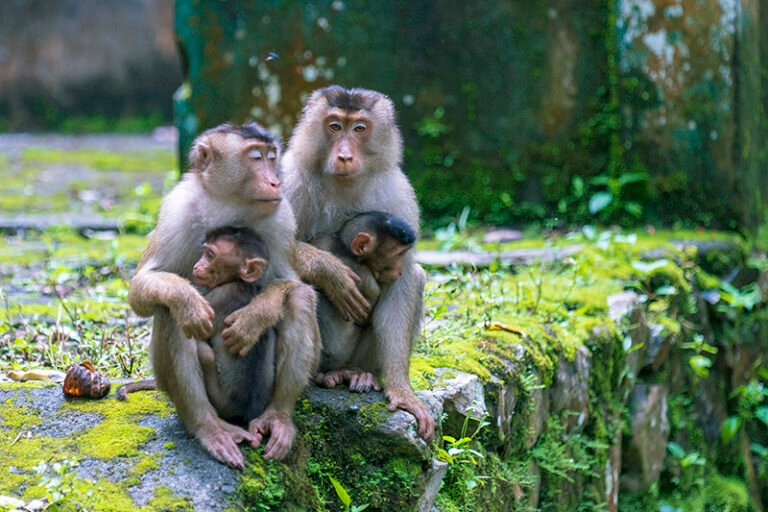 Geosite Parapat – Sibaganding5 768x512