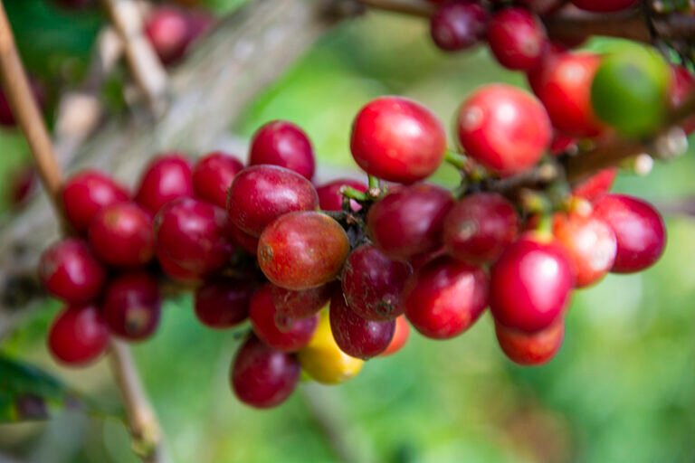 Geosite Sipinsur3 768x512